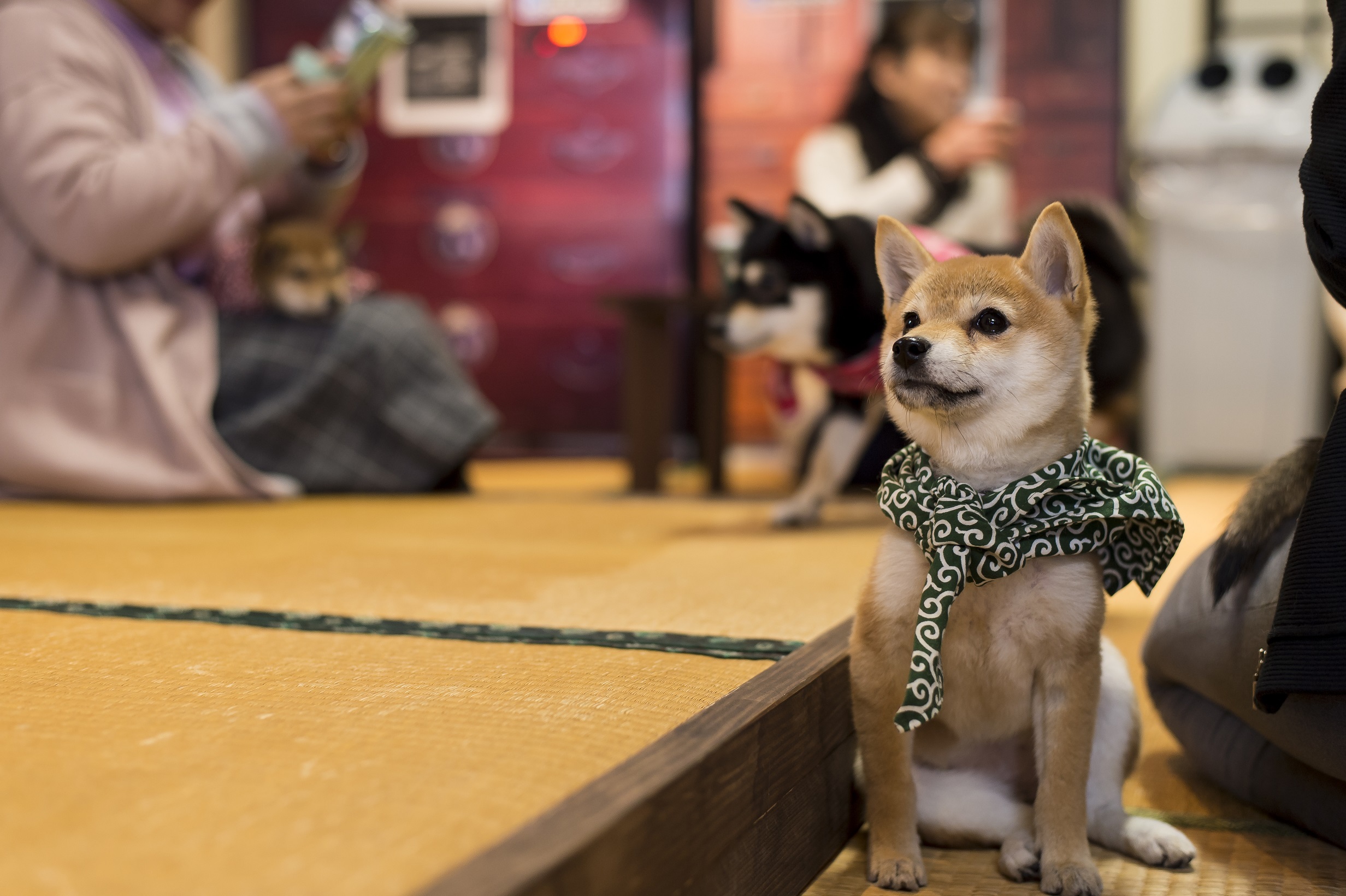 are dogs or cats more popular in japan