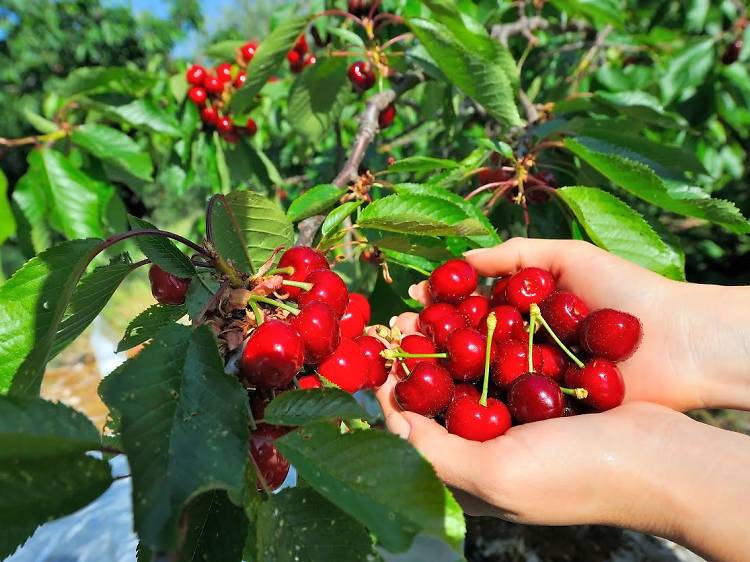 Cherry picking