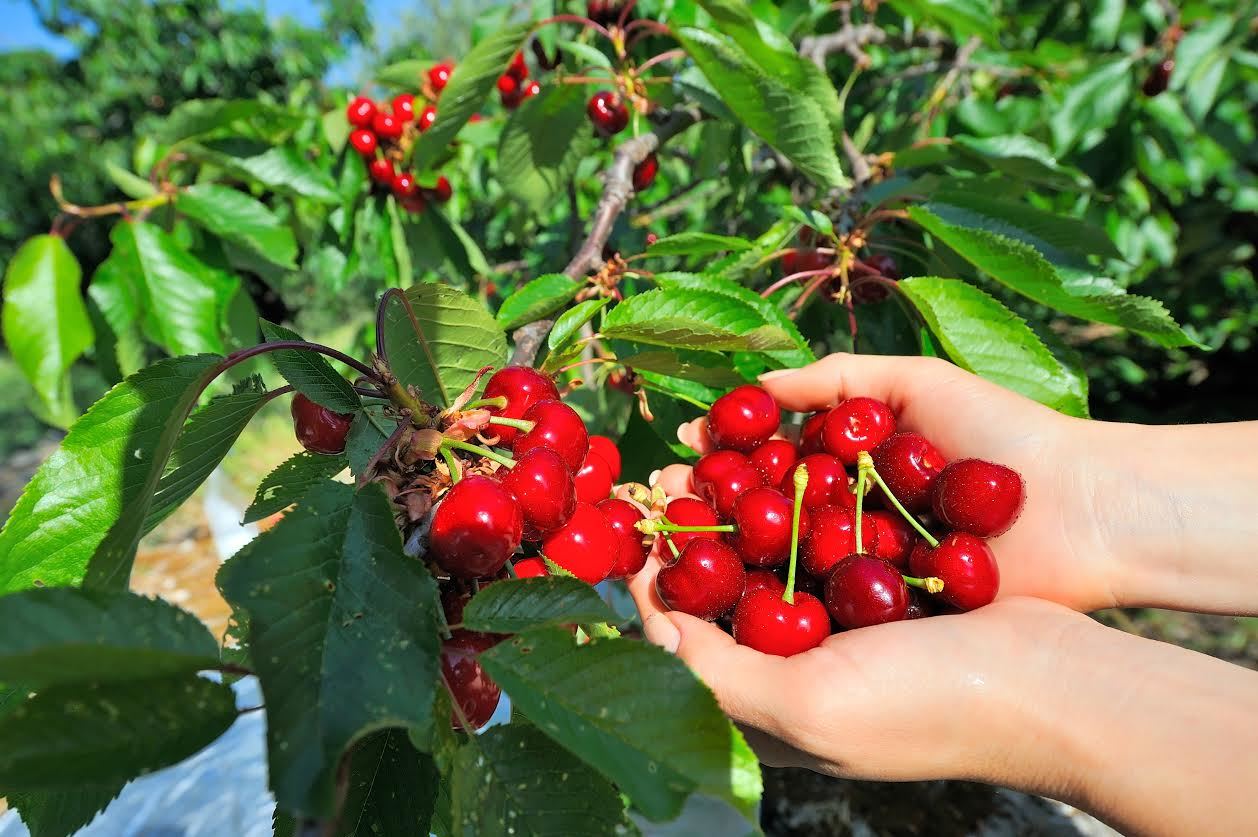 11 Best Cherry Picking NY Offers This Summer