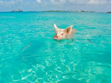 The 10 best things to do in the Bahamas The 10 best things to do in the Bahamas