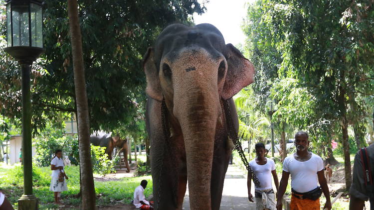 Attanagalla Raja Maha Viharaya 