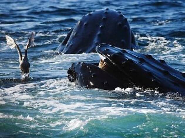 Whales Whales