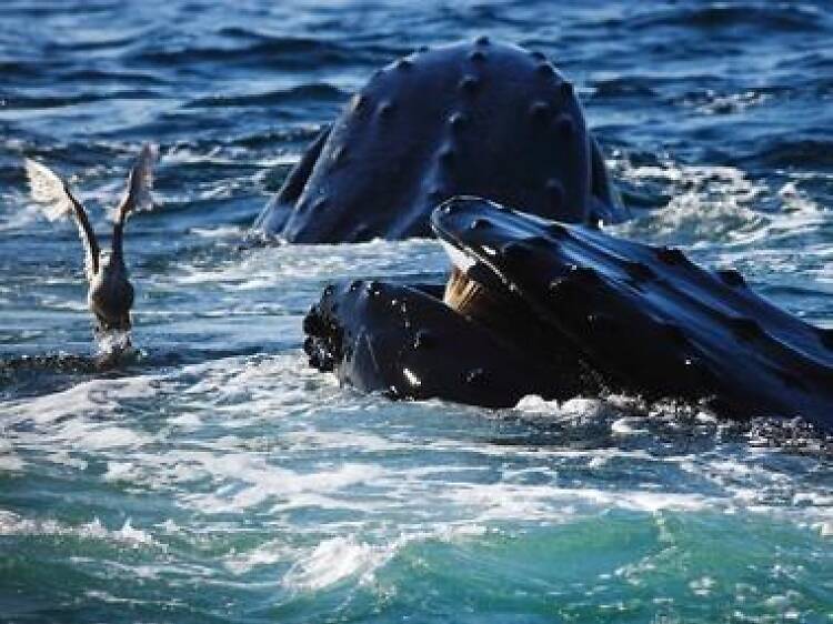 Watch out for whales and enjoy some fresh air 