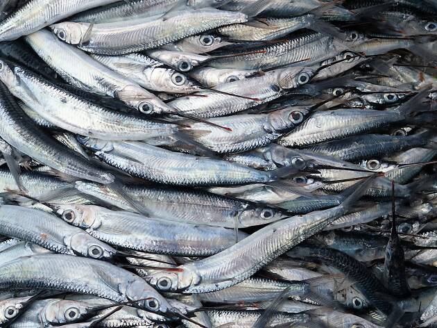 Peixe Peixe