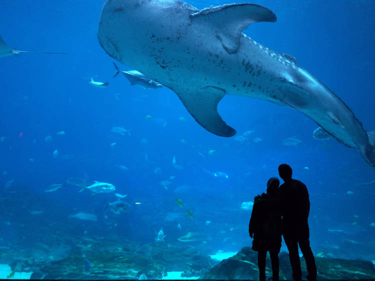 Georgia Aquarium