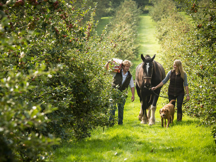 Healeys Cyder Farm