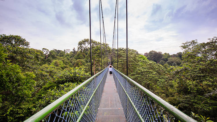 TreeTop Walk at Macritchie Reservoir hiking trails