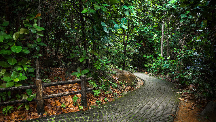 Bukit Timah Mountain Bike Trail