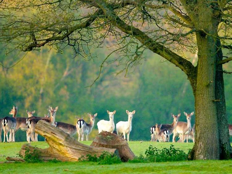 New Forest Theme Parks - Visit the New Forest