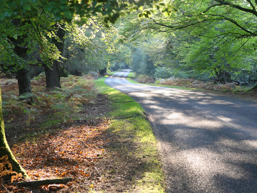 10 Best Things To Do in the New Forest Great New Forest Attractions