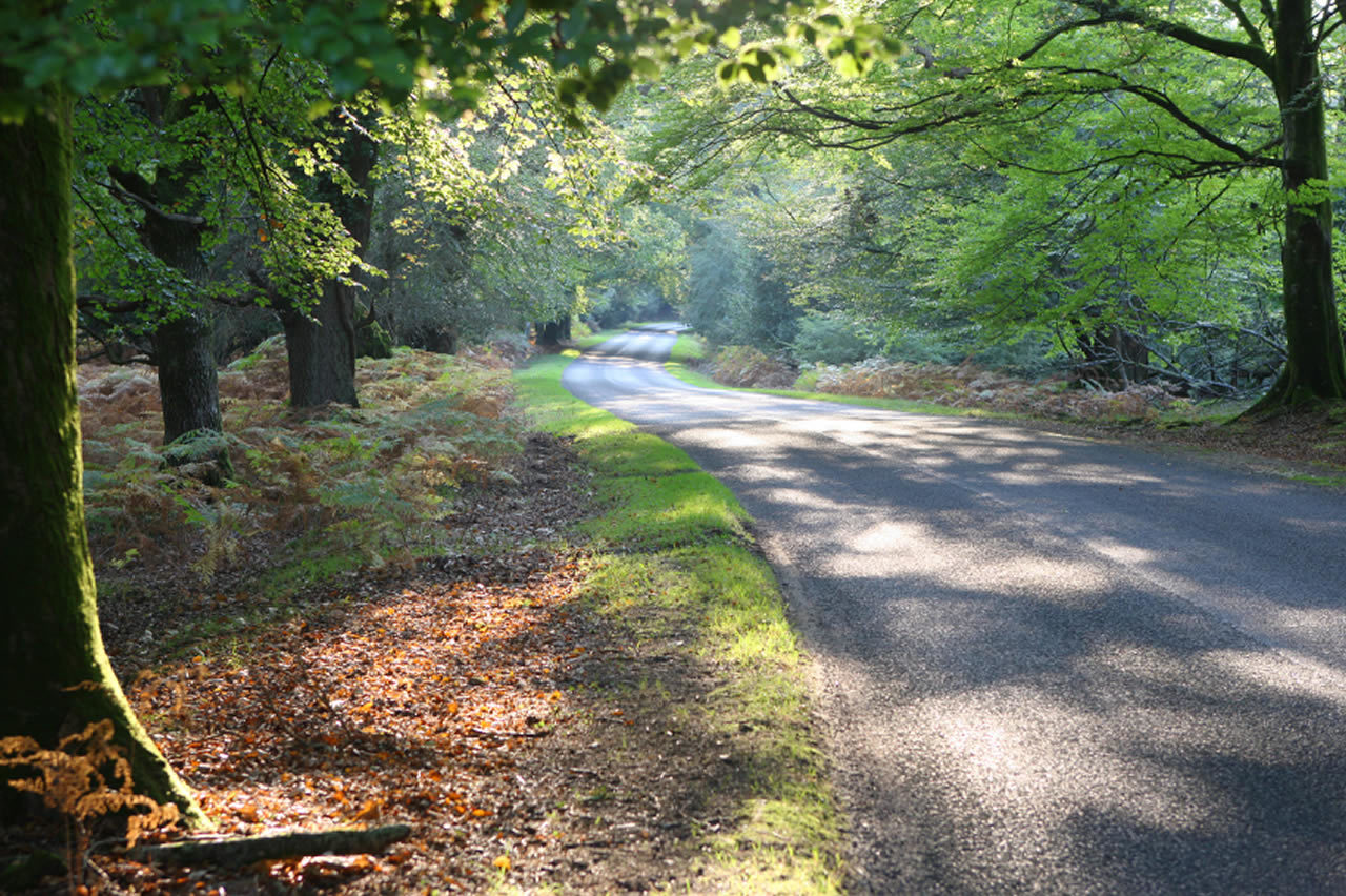Best Things To Do In The New Forest 10 Great New Forest Attractions