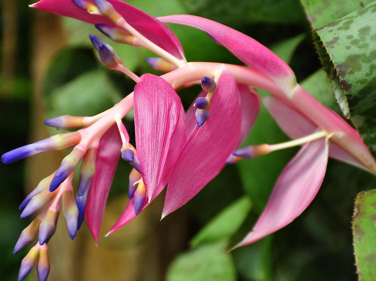 Marie Selby Botanical Gardens