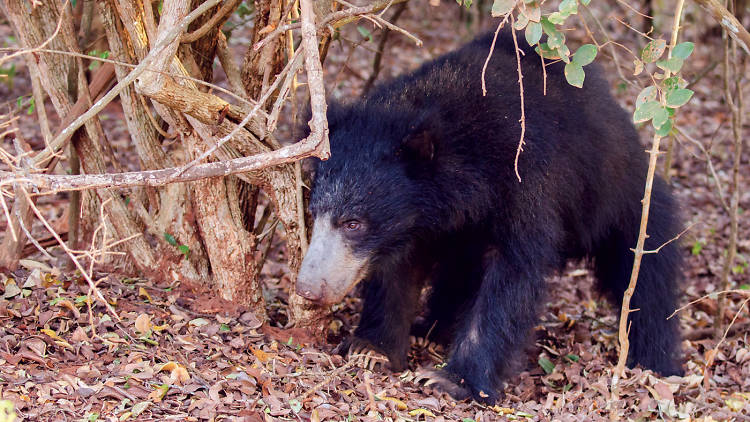 Witness sloth bears and leopards in Yala