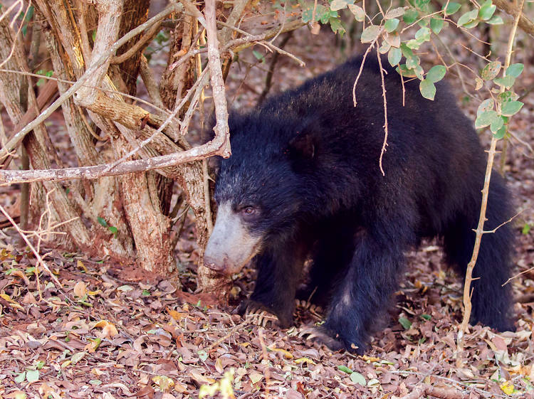 Witness sloth bears and leopards in Yala