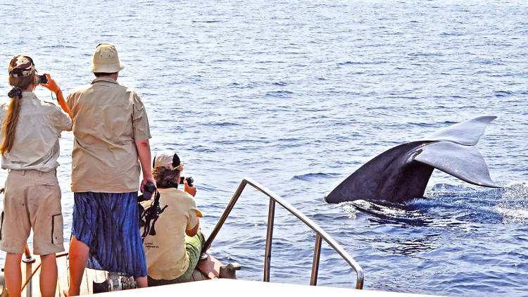 Whale watching in Trincomalee