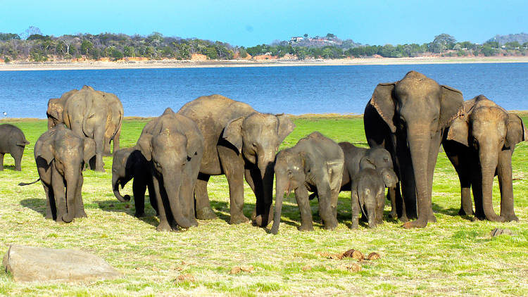 Elephant Gathering in Minneriya