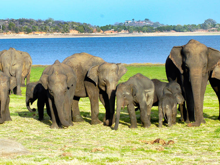 Elephant Gathering in Minneriya