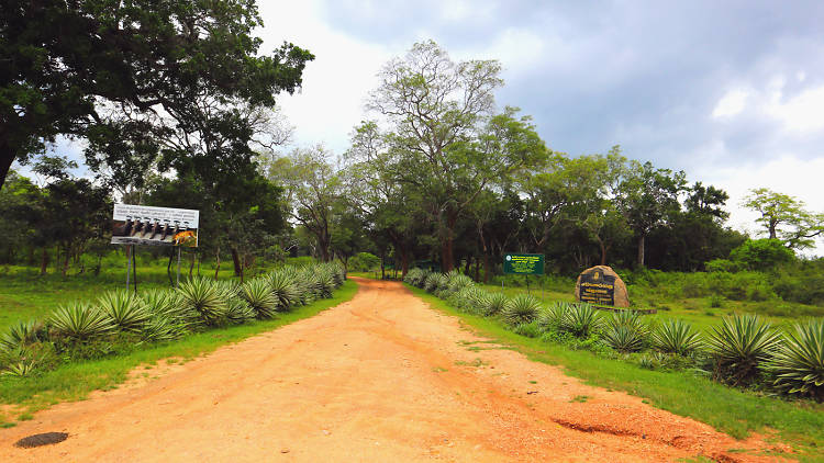 Safari at Lunugamvehera