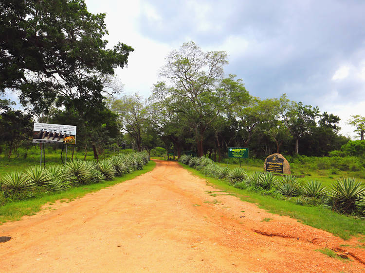 Safari at Lunugamvehera