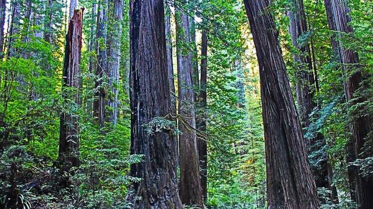 Redwoods Whakarewarewa Forest