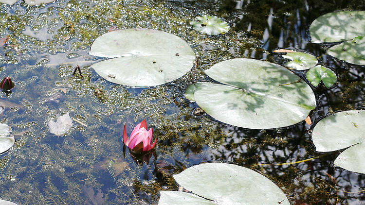 Mounts Botanical Garden