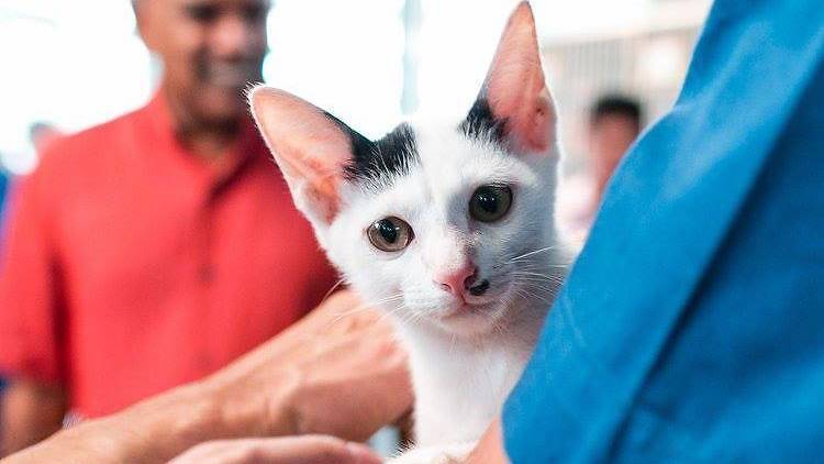 SPCA Singapore - Cat