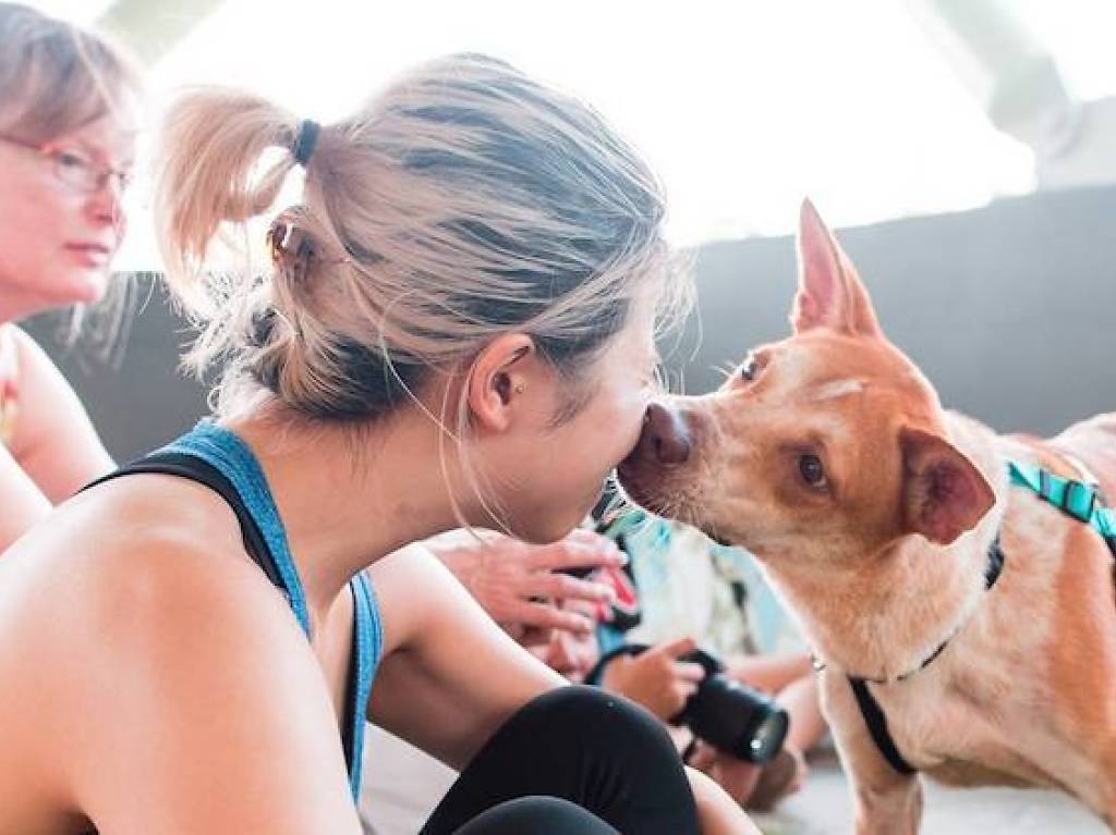 9 Best Animal Shelters To Adopt A Dog Or Cat In Singapore