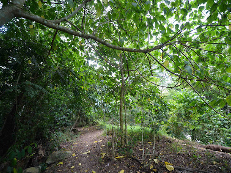 Chestnut Nature Park