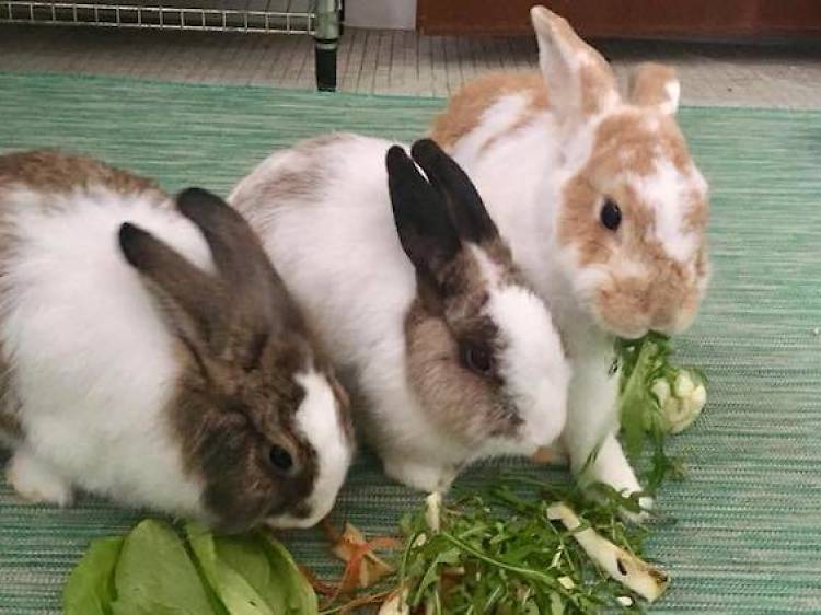 House Rabbit Society Singapore