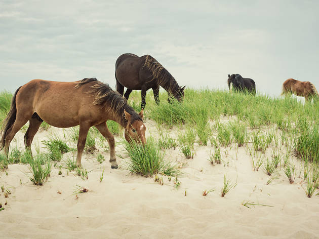 Sable Island horses - Canada Sable Island horses - Canada