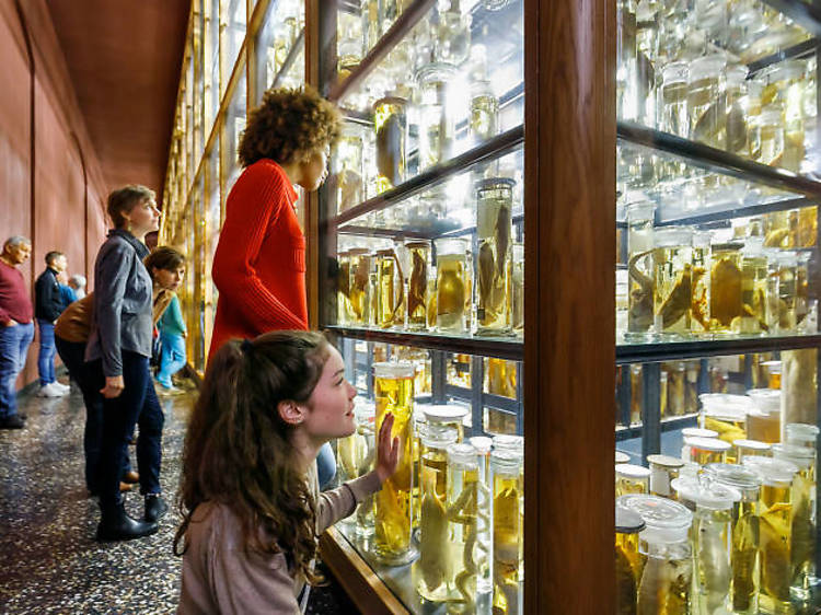 Museum für Naturkunde