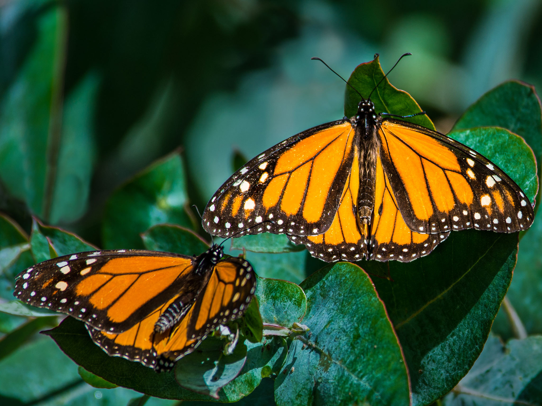 Monarch Erfly Grove Pismo Beach Directions Best Image Of Things To Do In Pismo Beach 10 Attractions And Activities
