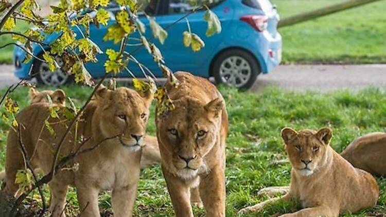 Blair Drummond Safari Park