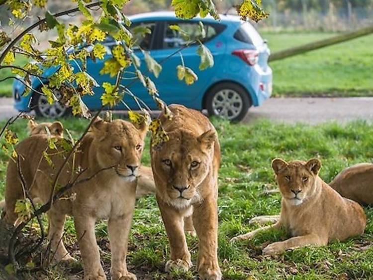 Blair Drummond Safari Park