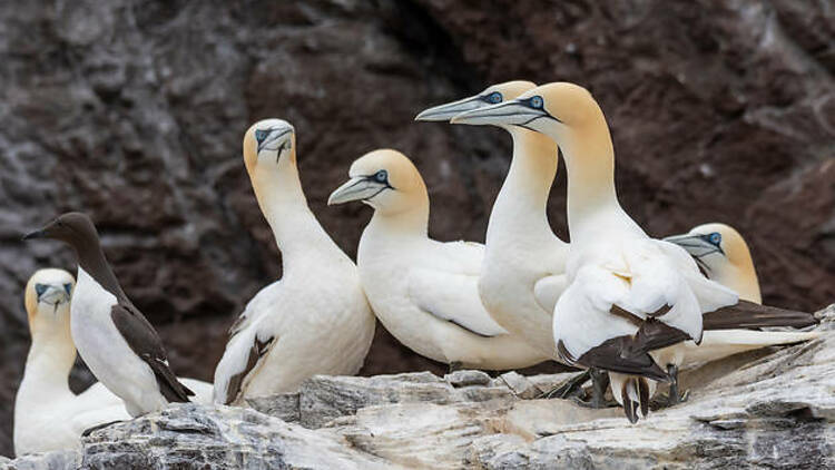 Scottish Seabird Centre