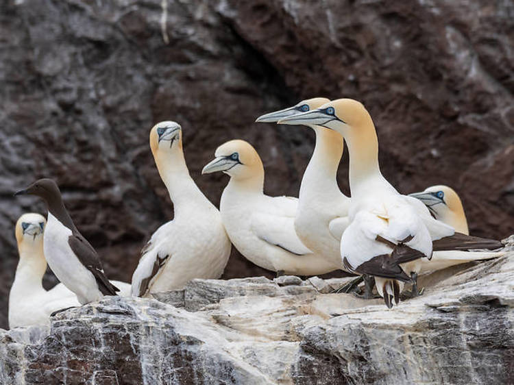 Scottish Seabird Centre