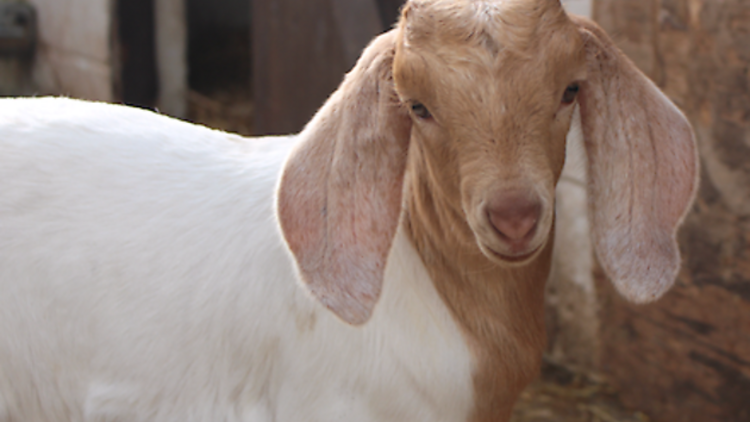 Windmill Hill City Farm