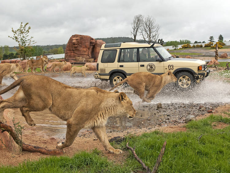 West Midland Safari Park