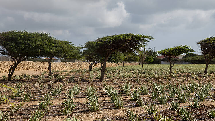 Aruba Aloe Museum & Factory