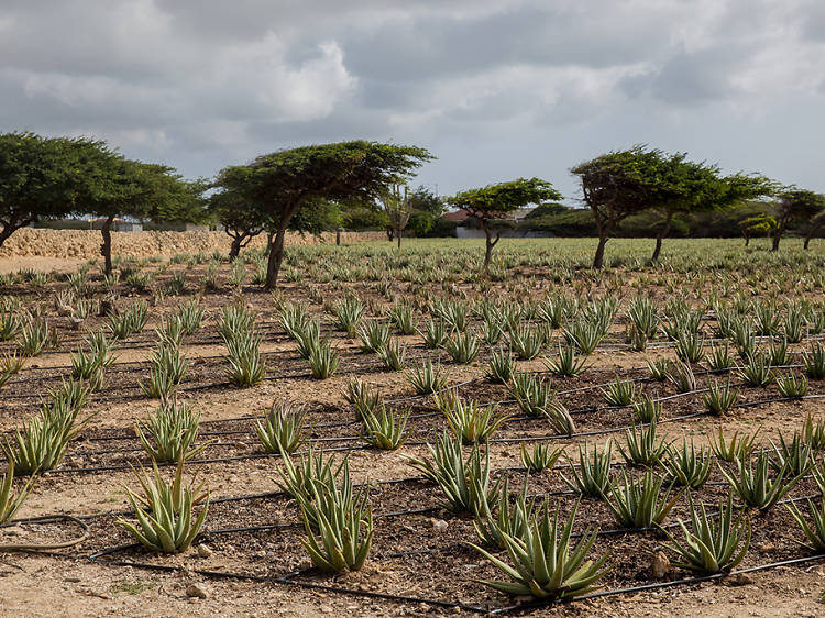 Aruba Aloe Museum & Factory