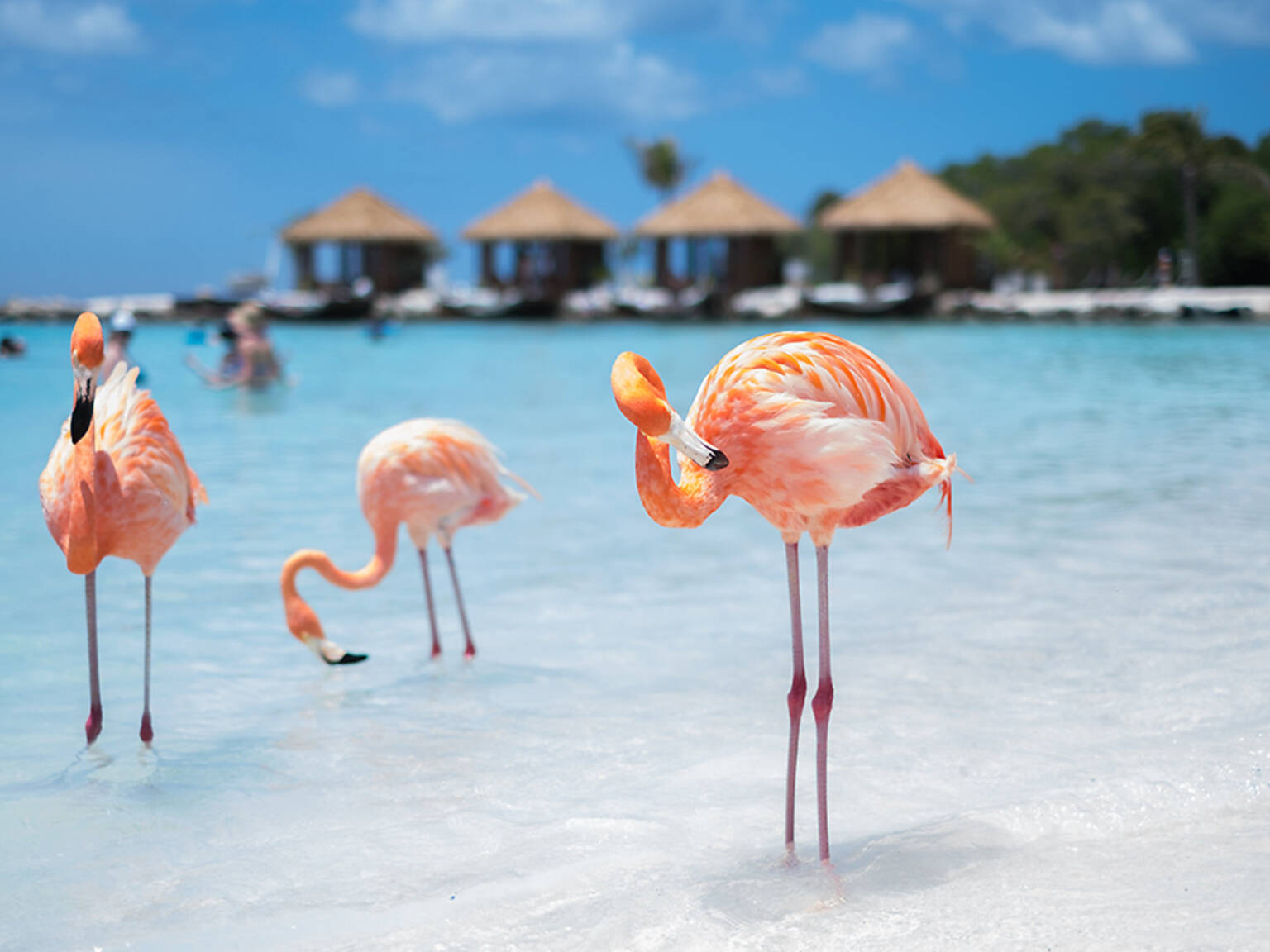 Things To Do In Aruba 14 Best Activities And Attractions Things To Do In Aruba 14 Best Activities And Attractions