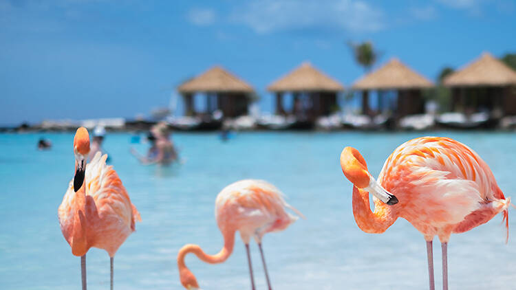 Private boat to Flamingo Beach