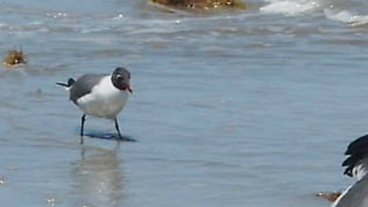 Padre Island National Seashore