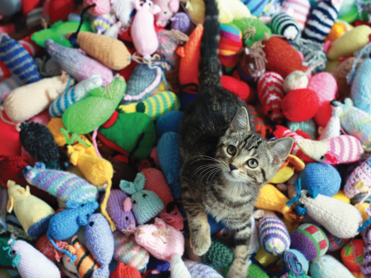 Knit for kittens