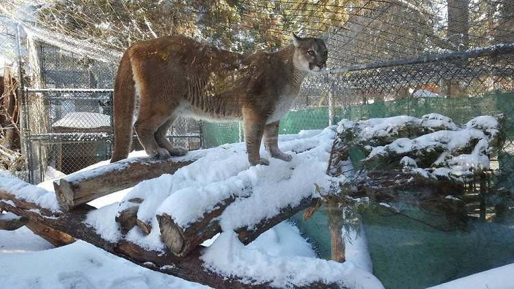 New Big Bear Alpine Zoo – an $18 million project – could open in 2020 – San  Bernardino Sun