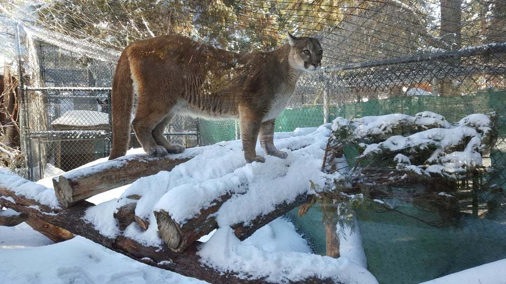 big-bear-alpine-zoo-attractions-in-big-bear-los-angeles