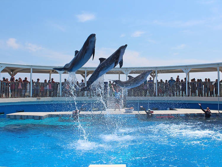 Gulfarium Marine Adventure Park