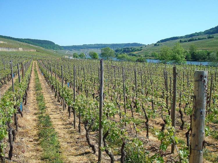 Moselle Valley