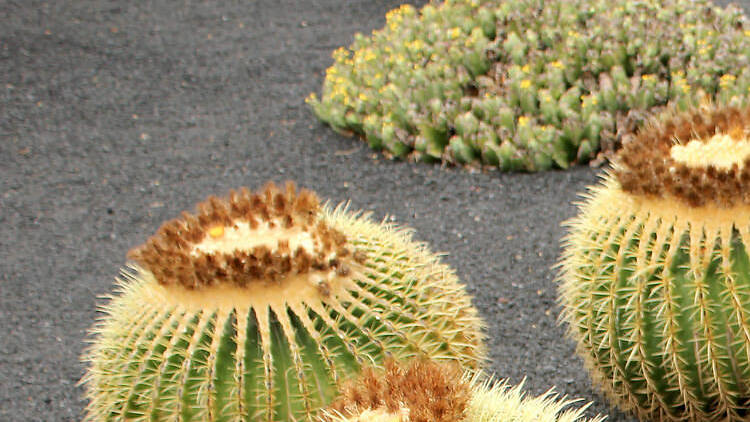 Jardín de Cactus