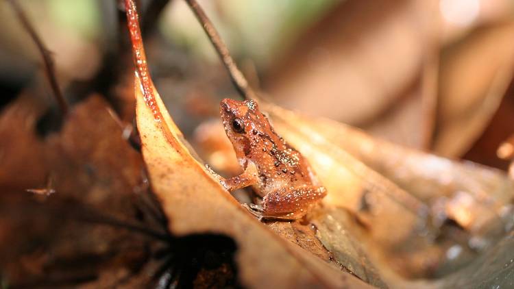 Romer’s tree frog